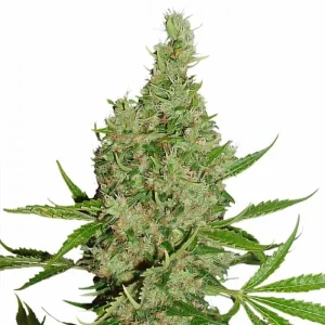 Blüte von White Widow X The Ultimate Regular, reguläre Cannabissamen.