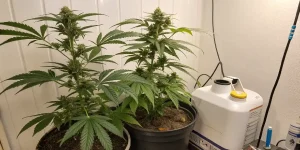 Cannabis-Düngeplan: Wachstum & Blüte richtig düngen