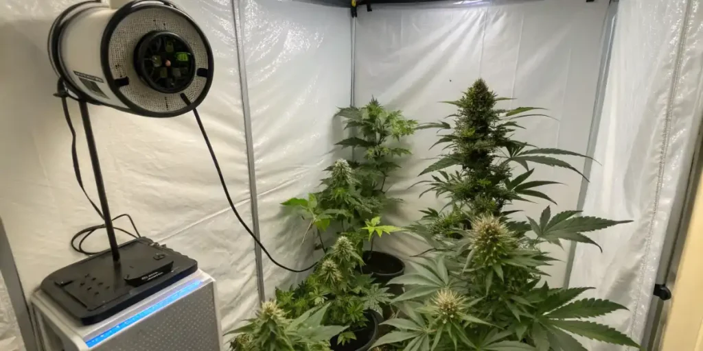Gerüche im Grow neutralisieren: 7 Methoden gegen Cannabis-Geruch