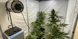 Gerüche im Grow neutralisieren: 7 Methoden gegen Cannabis-Geruch