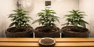 Cannabis-Samen für Anfänger: Die einfachsten Sorten