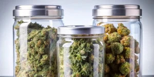 Cannabis geruchsdicht aufbewahren: Dosen, Vakuum & Humidipacks