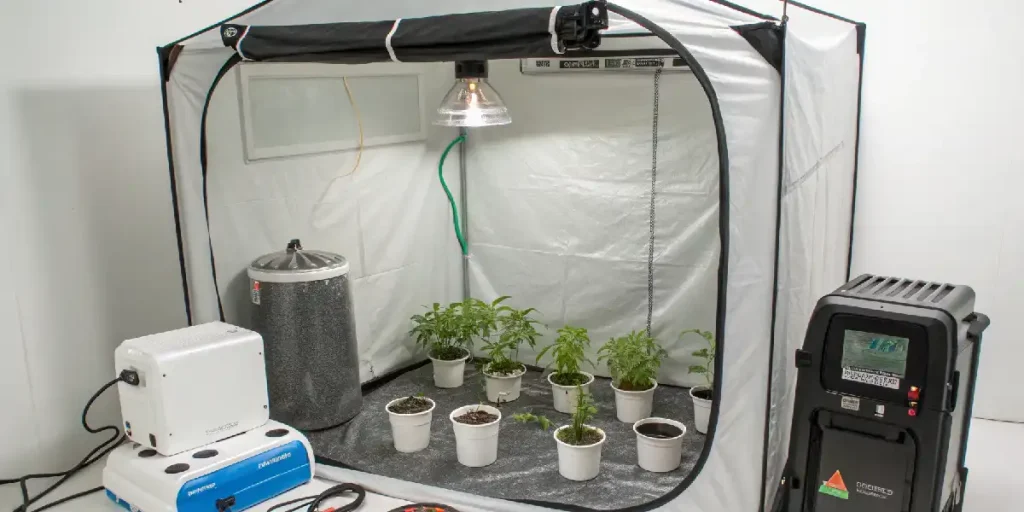 Growbox-Set für Anfänger mit LED-Lampe und Cannabispflanzen in der BlüteBlühende Cannabispflanzen wachsen in einer Growbox unter einer LED-Lampe. Die Aufnahme veranschaulicht, wie ein anfängerfreundliches Growbox-Set in der Praxis eingesetzt wird.