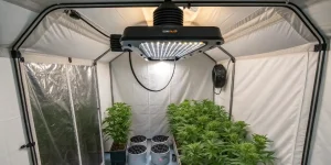 Belüftung im Growzelt berechnen (Abluft, Umluft, m³/h)