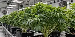Cannabis-Mutterpflanzen anlegen und pflegen 