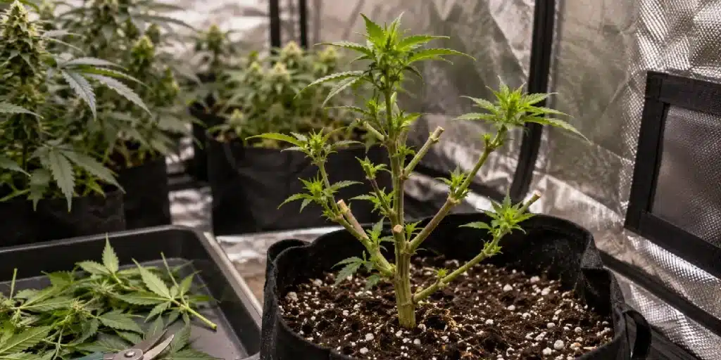 Cannabispflanze während der Regeneration mit neuen Trieben und Blättern