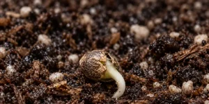 Cannabissamen keimen lassen: die Anleitung 